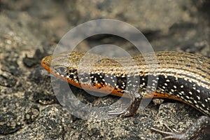 Common Skink  or Keeled Indian Mabuya, Eutropis carinata, Satara