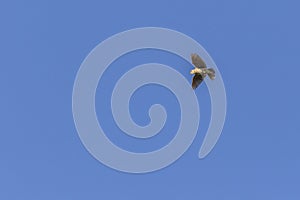 Common skylark Alauda arvensis