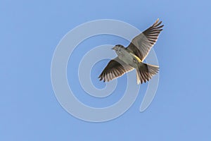 Common skylark Alauda arvensis