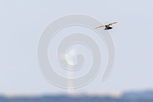 Common skylark Alauda arvensis