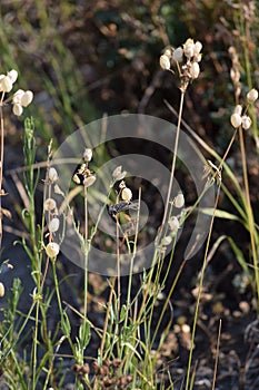 Common Slender bushback photo