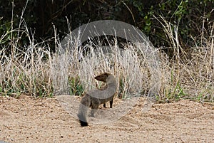 A common slender mongoose Herpestes sanguineus