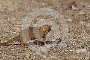 The Common slender mongoose poses in the sun