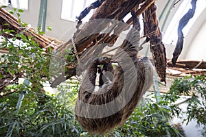 Common Sloth climbing on tree at Zoo the Netherlands.