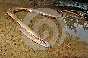 Common Slowworm, Deaf Adder, Anguis fragilis, Redes Natural Park, Spain photo