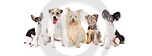 Common Small Breed Dogs