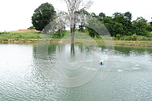 Common and small fish pond in a local fisheries