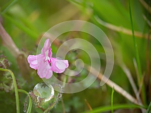Common or Small Lousewort - Pedicularis sylvatica macro, after rain. Parasitic plant. photo
