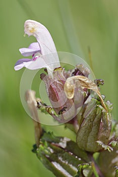 Common or Small Lousewort photo