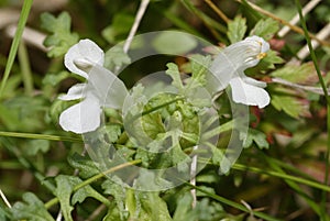 Common or Small Lousewort