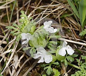 Common or Small Lousewort