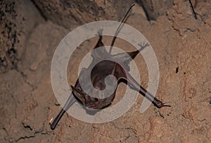 Common small vampire bat at sands cave