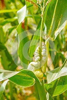 Common smut of corn