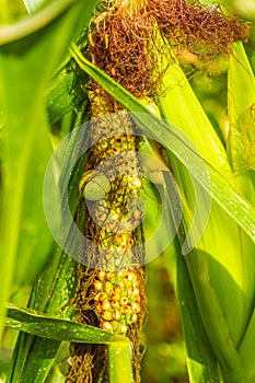 Common smut of corn