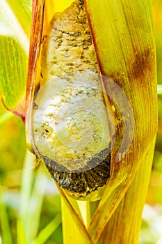 Common smut of corn