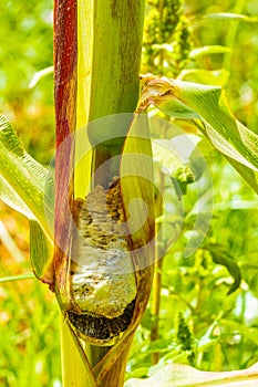 Common smut of corn