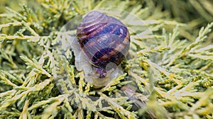 Common snail