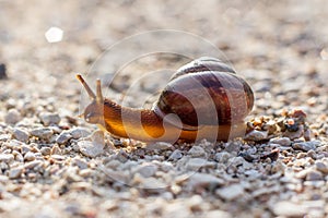 Common snail crosses the road