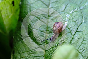 Common snail macro on a green leaf in the summer garden