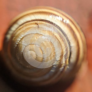 Common snail shell with shadow  - garden snail