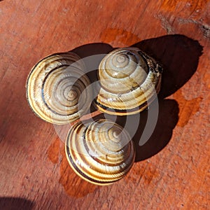 Common snail shells with shadow  - garden snail