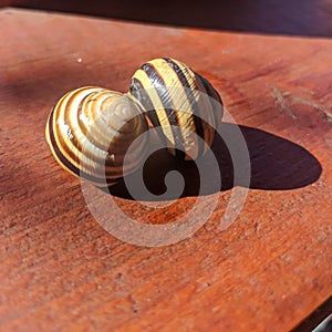 Common snail shells with shadow  - garden snail