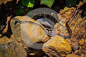 Common Snake