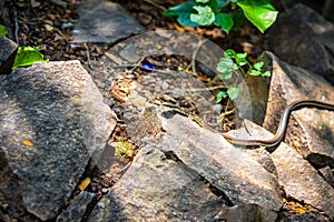 Common Snake