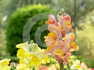 Antirrhinum majus or common snapdragon peach pink spike inflorescence photo