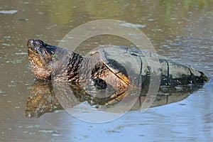 Common Snapping Turtle photo