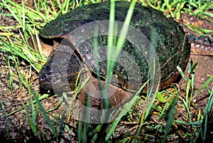 Common Snapping Turtle  15117