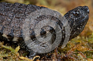 Common snapping turtle photo