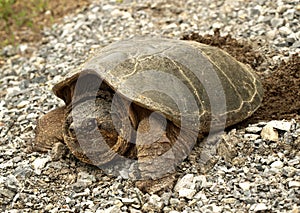 common snapping turtle, chelydra s. serpentina photo