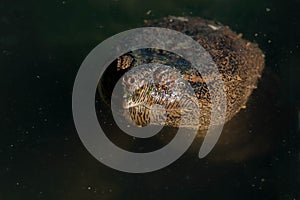 Common Snapping Turtle - Chelydra serpentina