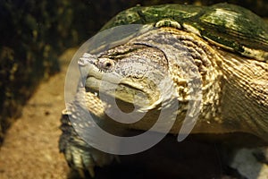 Common snapping turtle Chelydra serpentina.