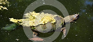 The common snapping turtle Chelydra serpentina