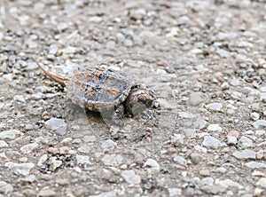 Common Snapping Turtle, Chelydra serpentina