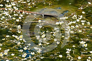 Common Snapping Turtle - Chelydra serpentina