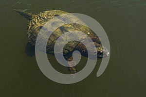 Common Snapping Turtle - Chelydra serpentina photo