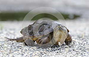 Common Snapping Turtle, Georgia USA photo