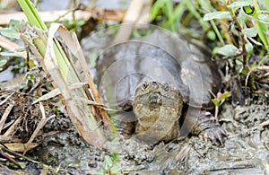 Common Snapping Turtle, Georgia USA photo