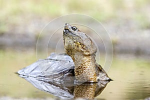 Common Snapping Turtle, Georgia USA photo