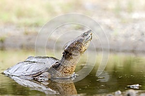 Common Snapping Turtle, Georgia USA photo