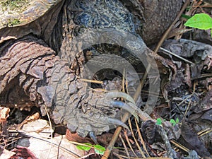 Common Snapping Turtle Claws - Chelydra serpentina