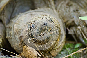 Common Snapping Turtle close up of jaws