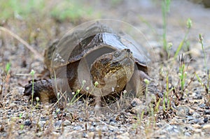 Common Snapping Turtle, Georgia USA