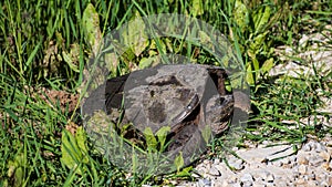 Common Snapping Turtle Laying Eggs