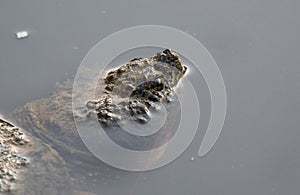 Common Snapping Turtle in pond water, Georgia USA