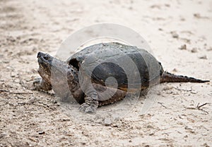 A common snapping turtle on sandy ground
