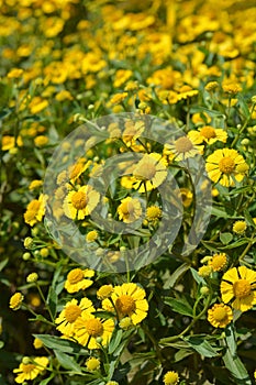 Common sneezeweed